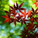 Wallpaper-House.com_147714