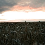 10charlottedoyle-eveningovercrops