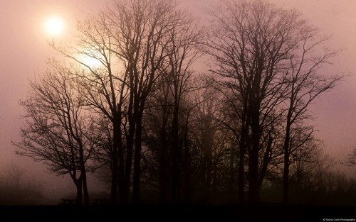11sylviacookphotography-landscapetreesfogsunrise.jpg