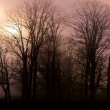 11sylviacookphotography-landscapetreesfogsunrise