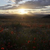 12rossrhodes-moncreiffehillperthscotland