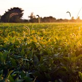 13kaitlinbondra-grassfieldadaohio