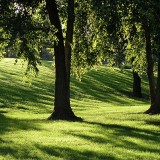 15alinakrasny-shadowsinthegrass