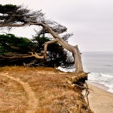 17jeffglass-treehalfmoonbayca