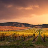 AdelaideVineyard_ZH-CN8408417885_1920x1080