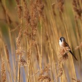 BeardedReedling_ZH-CN7714158275_1920x1080