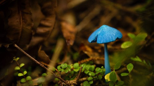BlueMushroom_EN-AU9252668987_1920x1080.jpg