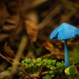 BlueMushroom_EN-AU9252668987_1920x1080