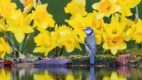 BlueTitDaffs_ZH-CN3333224685_1920x1080.jpg