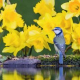 BlueTitDaffs_ZH-CN3333224685_1920x1080