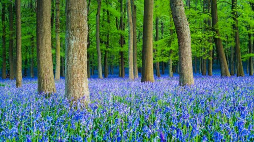 BluebellBeech_ZH-CN8269343251_1920x1080.jpg