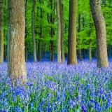BluebellBeech_ZH-CN8269343251_1920x1080