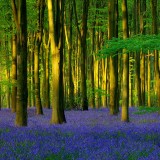 BluebellWood_ZH-CN8128422960_1920x1080