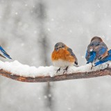 BluebirdsEastern_ZH-CN2598458880_1920x1080