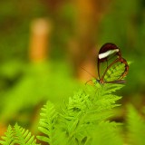 ButterflyWorld_ZH-CN11273971874_1920x1080