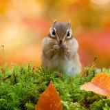 ChipmunkJP_ZH-CN1697070440_1920x1080