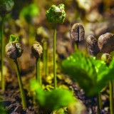 CoffeeSprouts_ZH-CN11927552809_1920x1080