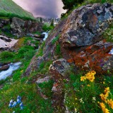 ColoradoColumbine_ZH-CN0901580141_1920x1080