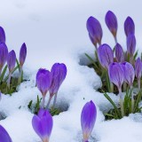 EarlyBloomer_ZH-CN1044452089_1920x1080