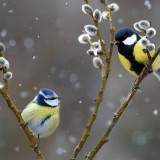 FRbluebirds_ZH-CN3972483010_1920x1080