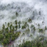 Forest_ZH-CN16430313748_1920x1080