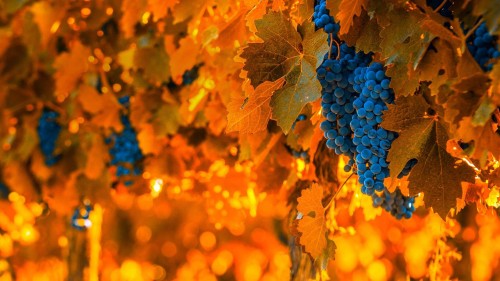 GrapeHarvest_ZH-CN9372743517_1920x1080.jpg