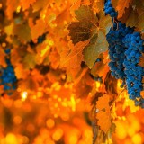 GrapeHarvest_ZH-CN9372743517_1920x1080