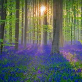 HallesWood_ZH-CN9790575479_1920x1080