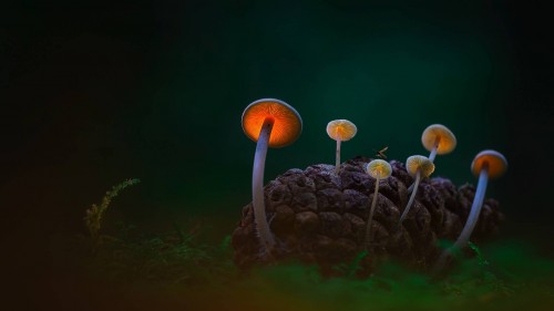 IlluminatedMushrooms_ZH-CN10061659106_1920x1080.jpg