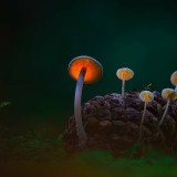 IlluminatedMushrooms_ZH-CN10061659106_1920x1080