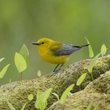 OntWarbler_ZH-CN7999782156_1920x1080