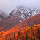 OyamaLeaves_ZH-CN10033445271_1920x1080