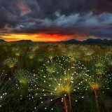 Paepalanthus_ZH-CN2626725103_1920x1080