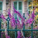 PurpleFlowers_ZH-CN7975901617_1920x1080