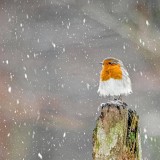 RedRobin_ZH-CN4148689161_1920x1080