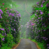 Rhododendron_ZH-CN8481644646_1920x1080