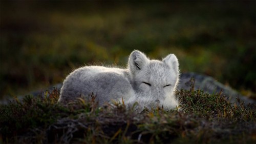 SleepingArcticFox_ZH-CN8743925021_1920x1080.jpg