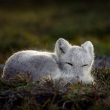 SleepingArcticFox_ZH-CN8743925021_1920x1080
