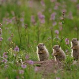 SpermophilusArmatus_ZH-CN11634149121_1920x1080