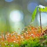 SproutVideo_ZH-CN11890393462_1920x1080