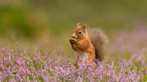 SquirrelHeather_ZH-CN1683129884_1920x1080.jpg