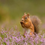 SquirrelHeather_ZH-CN1683129884_1920x1080