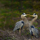 Wakodahatchee_ZH-CN3806840538_1920x1080