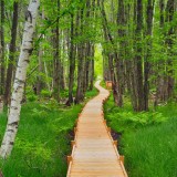 WildGardens_ZH-CN12707941302_1920x1080