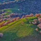 WildRedApricots_ZH-CN9525359187_1920x1080