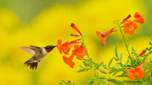 YellowBells_ZH-CN7296699570_1920x1080.jpg