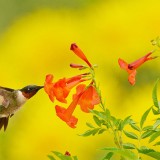 YellowBells_ZH-CN7296699570_1920x1080