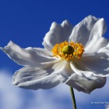 arnoulddepotestadetornaco_seasons1