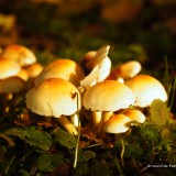 arnoulddepotestadetornaco_seasons10