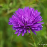 arnoulddepotestadetornaco_seasons11